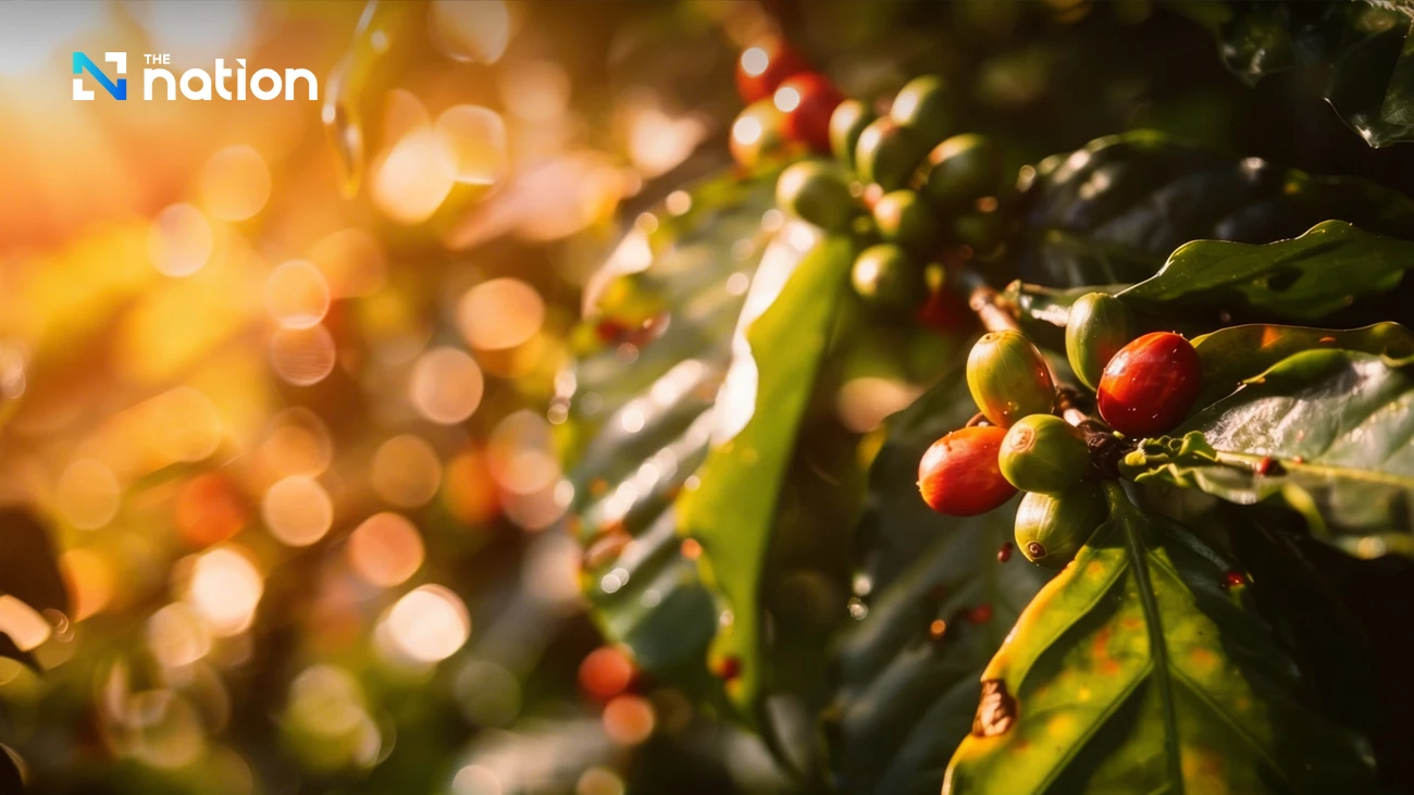 Thailand Peringkat Ketiga Global Jumlah Suhu di Atas 30°C, Ancam Produksi Kopi, Indonesia?